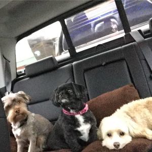 Meet your Posher, Susan